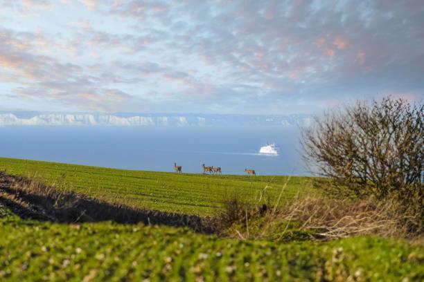La Bull'Opale - Appartement D'Exception Avec Balneo Boulogne-sur-Mer Exteriör bild